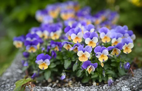 Flowers, garden, Pansy, flowerbed, clearing, blur, lilac, bokeh