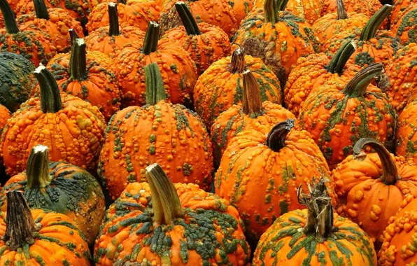 Autumn, nature, pumpkin