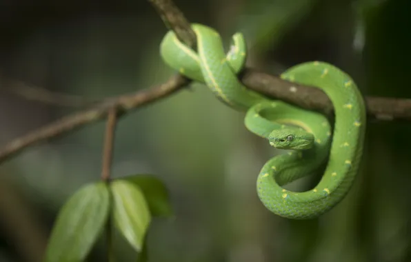 Nature, snake, Branch, green