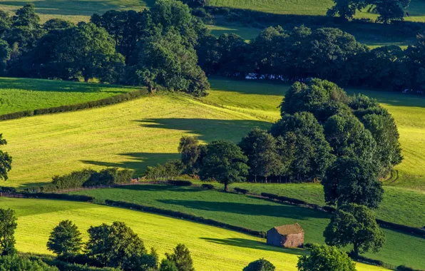 Picture greens, field, summer, the sun, trees, the fence, England, house