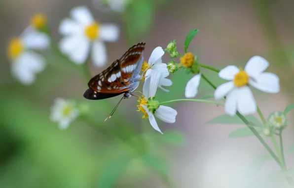 Flowers, butterfly, white, kosmeya