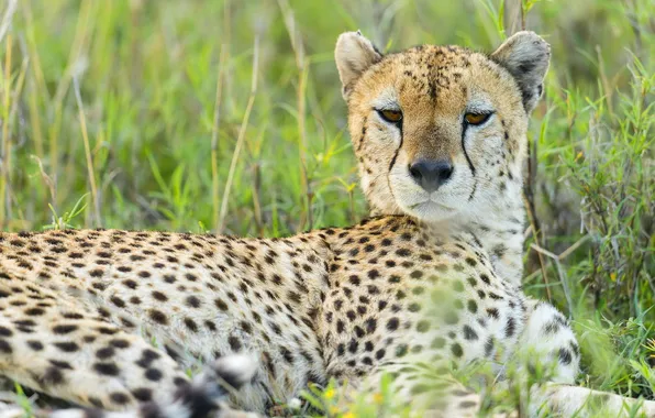 Picture look, face, predator, Cheetah