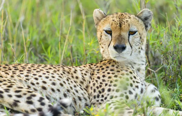 Look, face, predator, Cheetah