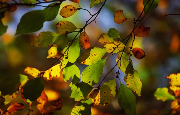 Autumn, leaves, light, branch, bokeh
