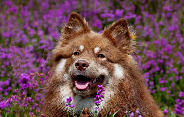 Field, flowers, the dog