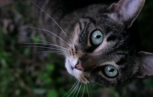 Picture eyes, cat, look, moustache