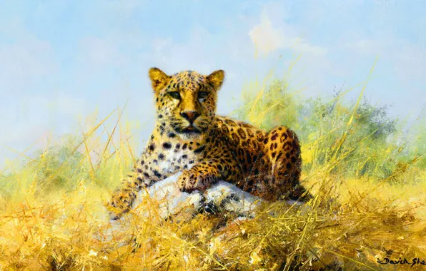 Picture Leopard, Grass, Look, Picture, Predator, Big cat, British artist, David Shepard