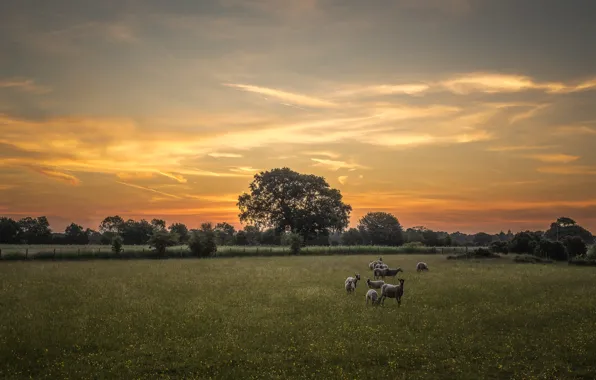 Field, summer, sunset, tree, dawn, sheep, the evening, morning