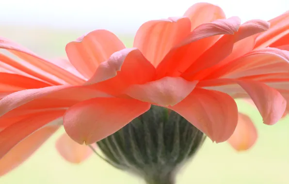 Flowers, petals, gerbera
