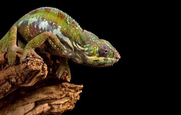 Look, pose, chameleon, stump, log, black background, reptile