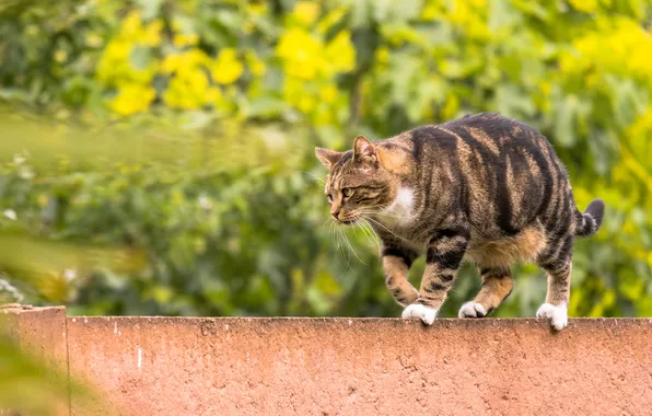 Greens, cat, look, pose, foliage, the fence, walk, face