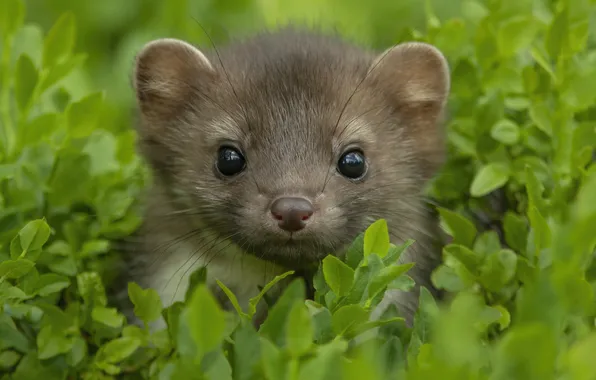 Greens, look, leaves, portrait, face, cub, Milota, marten