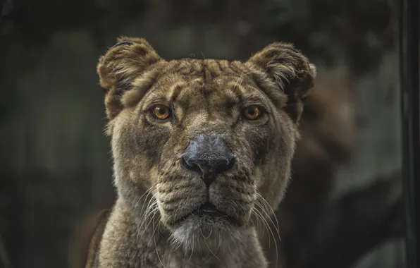 Eyes, face, Leo, nose, fur, ears, lioness