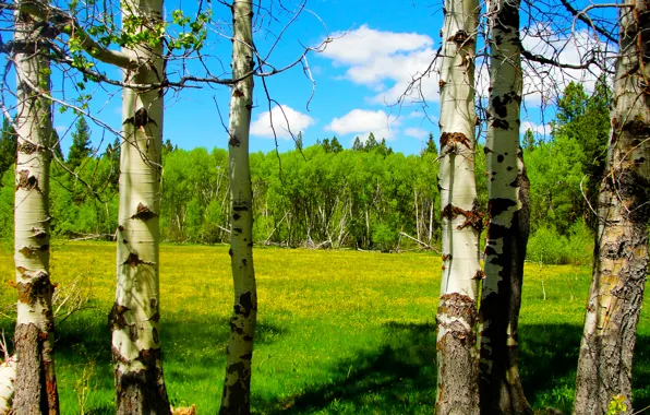 Picture forest, the sky, clouds, trees, flowers, spring, meadow, birch