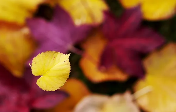 Picture autumn, sheet, focus, leaf, falls, bokeh