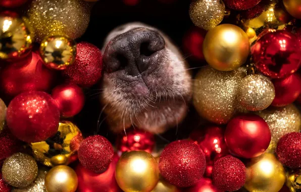 Face, balls, holiday, Shine, dog, nose, Christmas, red