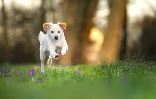 Greens, white, grass, flowers, jump, glade, dog, spring