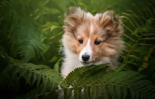 Picture look, face, leaves, nature, green, background, portrait, dog