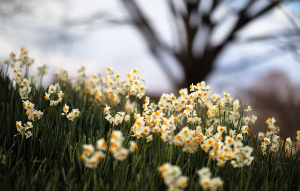 Picture flowers, spring, daffodils