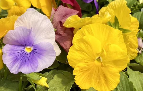 Macro, Pansy, viola