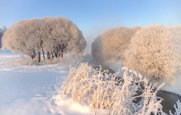 Picture the snow, Park, the sky, snow, winter, fog, nature, trees