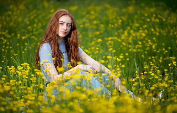 Picture grass, look, meadow, red, Emilia