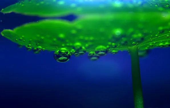 Water, plant, Macro, algae