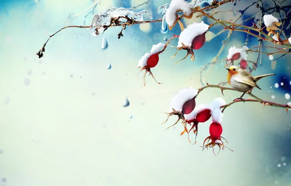 Picture snow, berries, ice, branch, bird