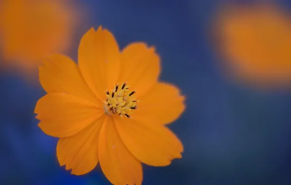 Flower, macro, orange