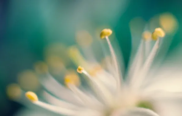 Flower, photo, microsemi