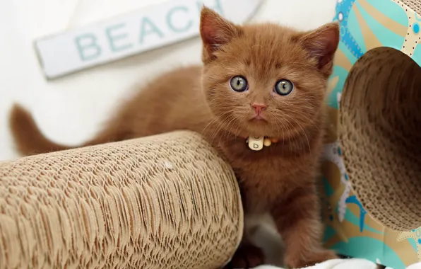 Cat, look, kitty, box, beads, collar, face, brown