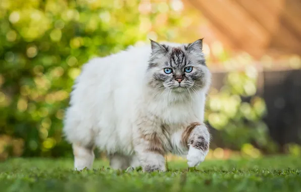 Cat, summer, grass, cat, light, fluffy, walk, beauty