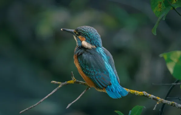 Picture leaves, nature, bird, branch, Kingfisher, Alexander Plekhanov