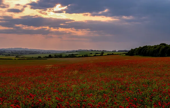 Field, summer, landscape, flowers, nature, Maki, meadow, red