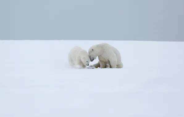 Winter, white, the sky, snow, love, nature, pose, background