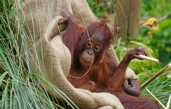 Grass, look, face, pose, monkey, cub, burlap, orangutan