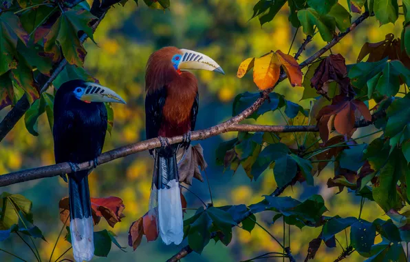Picture leaves, branches, a couple, birds, Непальский калао, Рыжешейная птица-носорог