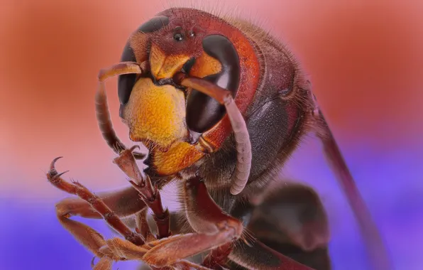Nature, insect, hornet