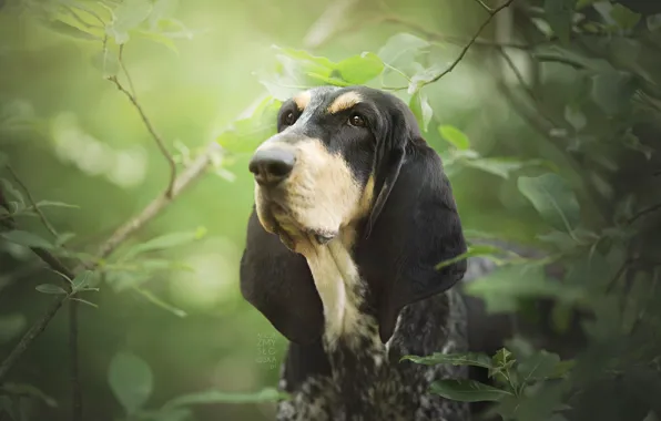 Picture face, branches, dog, The Basset hound