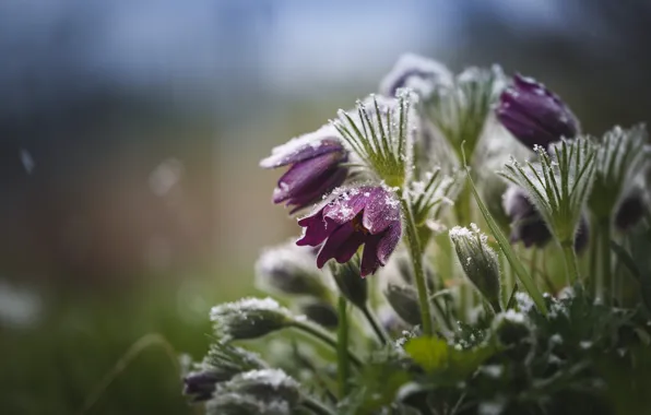 Flowers, spring, cross