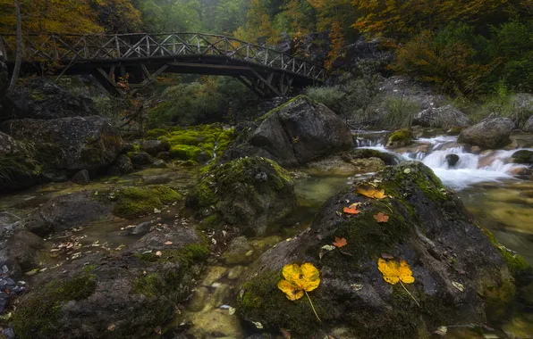 Autumn, forest, bridge, nature, stream, stones, rocks, shore