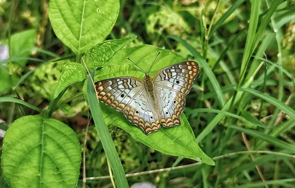 Leaves, microsemi, butterfly, wings, insect, beautiful, closeup