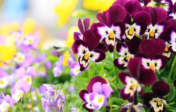 Flowers, nature, bright, petals, beautiful