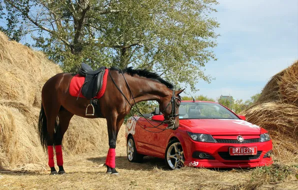 GRASS, HORSE, RED, HAY, MACHINE, CONVERTIBLE, STACK, SADDLE