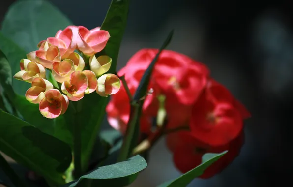 Picture macro, flowers, petals, stem, red, beautiful