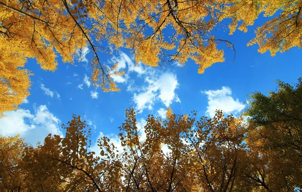 Autumn, the sky, leaves, clouds, trees