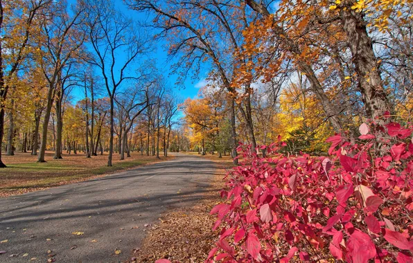 Road, autumn, leaves, trees, Park, the crimson