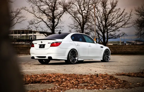 Picture rear view, sedan, Parking, white, e60, bmw, BMW, white