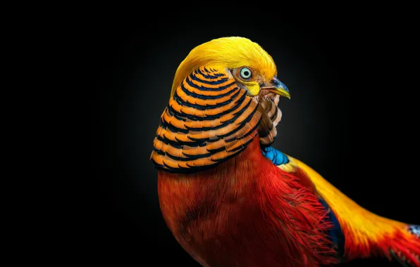 Look, bird, portrait, black background, pheasant, bright plumage, Golden pheasant