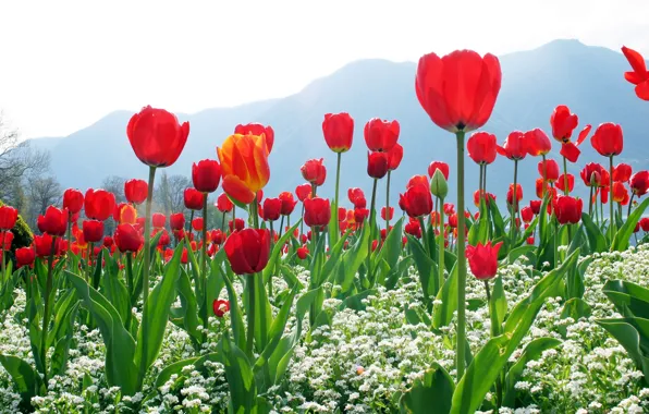The sky, flowers, mountains, red, tulips